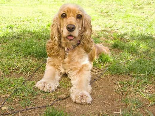 american-cocker-spaniel-outdoors-SW 庭に横たわっている大きな悲しい目を持つアメリカンコッカースパニエルの子犬