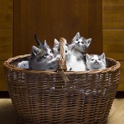 Basket full of grey and white kittens