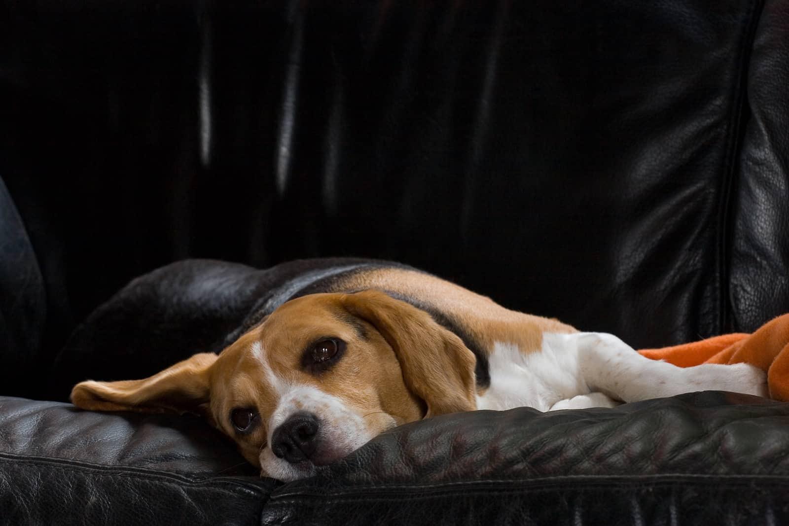 Female beagle resting on a black leather sofa.