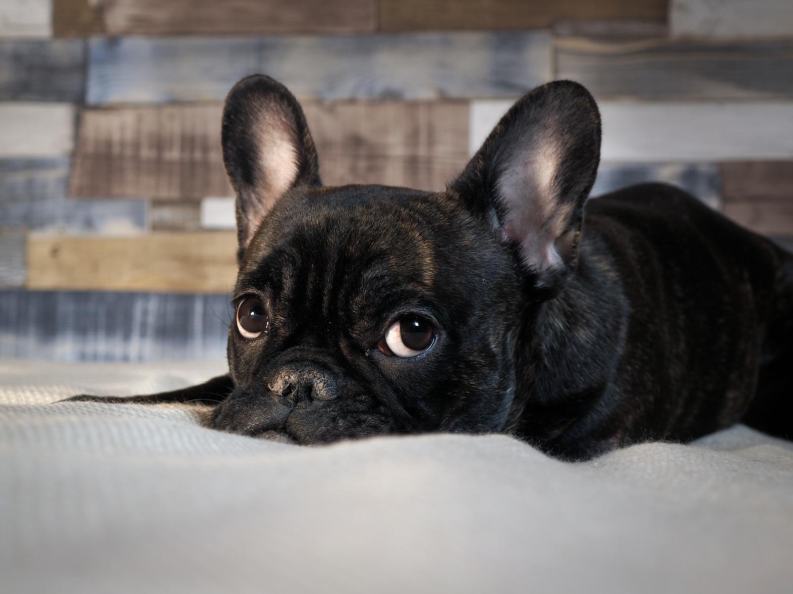 black-french-bulldog-on-bed