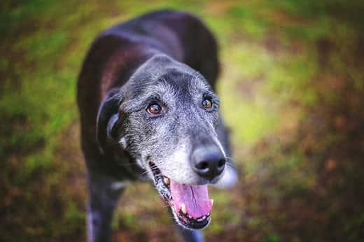 Black senior dog with graying face stands looking up smiling standing outdoors