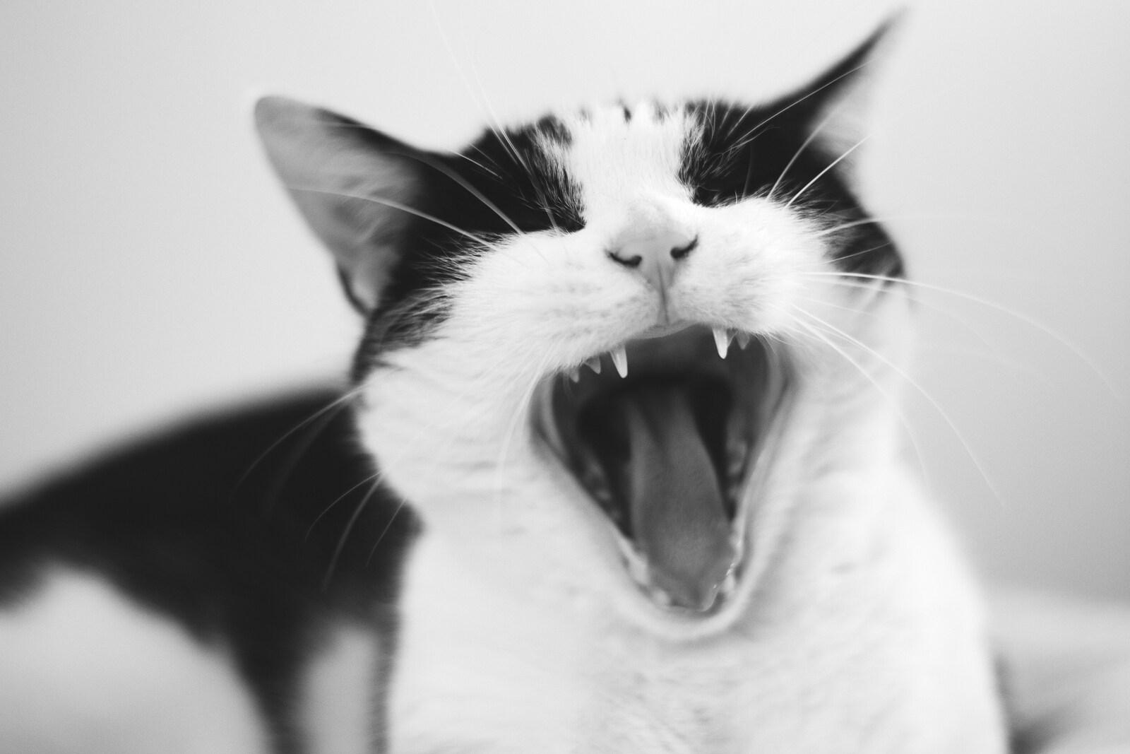 black-white-cat-yawning Black and white cat in a black white photo yawns revealing sharp teeth