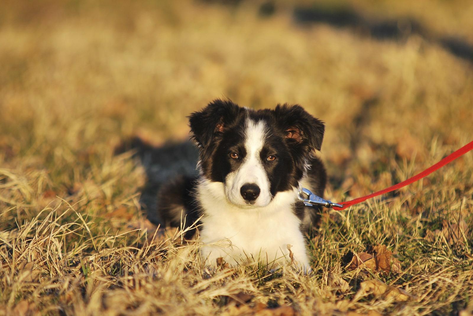 border-collie-on-leash-in-field