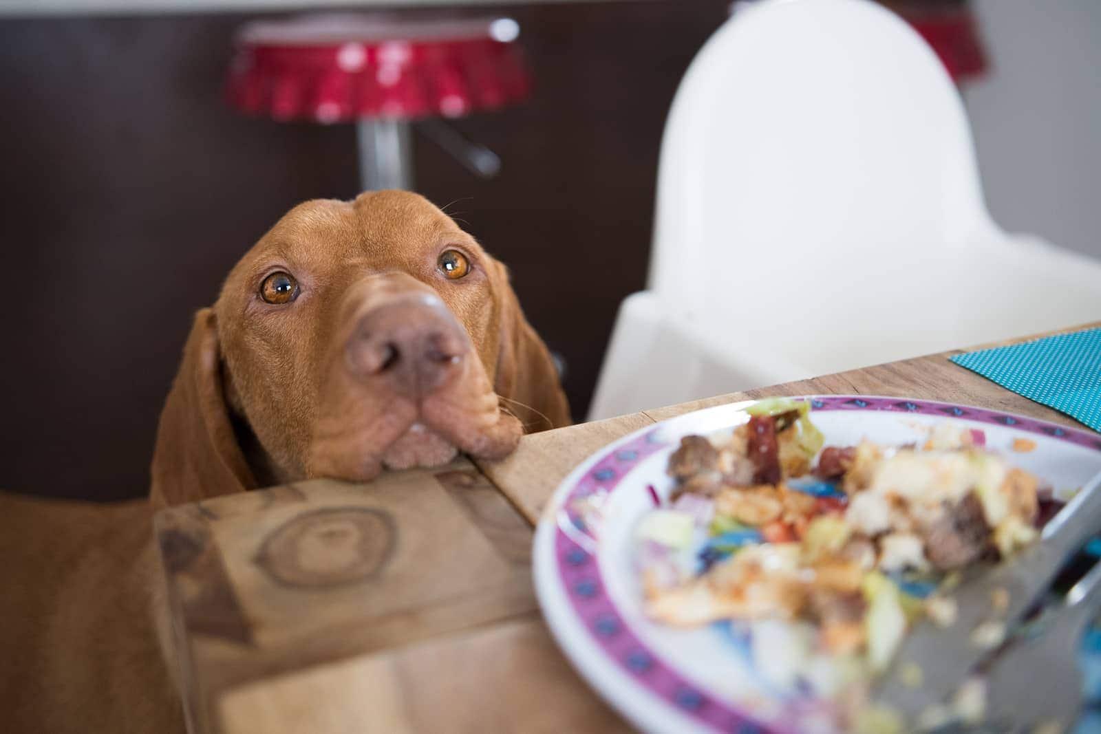 brown-dog-begging-at-dinner-table-SW Dog's head placed on dinner table staring at human's food.