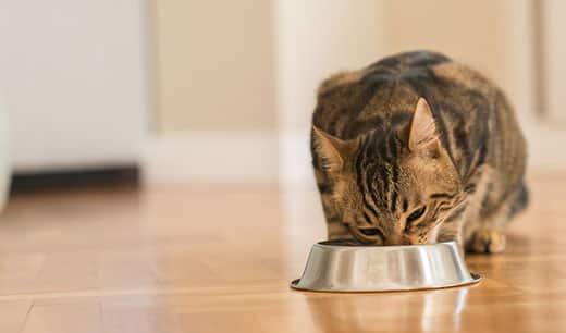 brown-tabby-eating-from-metal-bowl-SW Brown tabby cat eating from metal bowl.