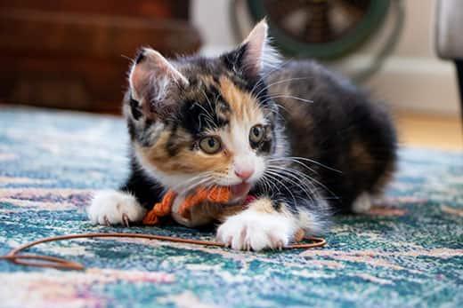 calico-kitten-chewing-on-rope-SW Calico kitten playing with orange and brown rope while laying on blue rug.