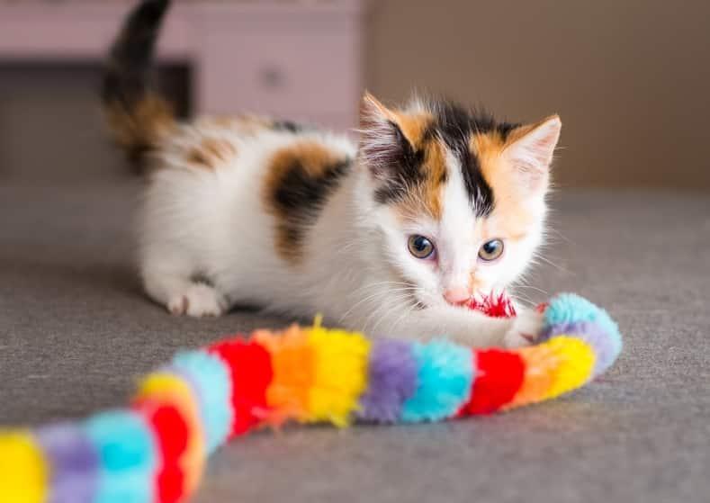 calico-kitten-plaing-with-toy-SW Calico kitten playing with toy.