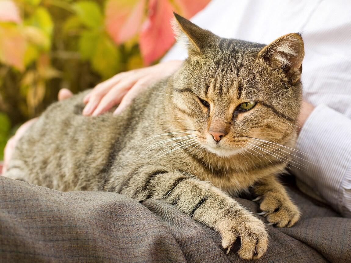 Tabby cat lays on human's lap while being pet.