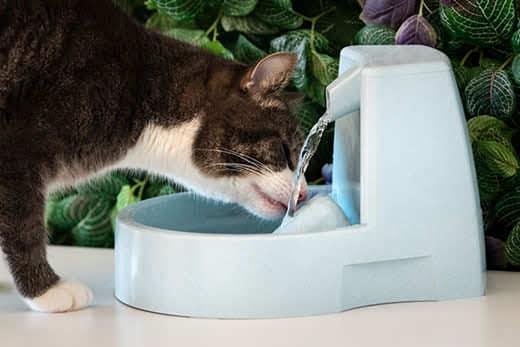 Cat drinks clean water from water dispenser. Cat water fountain. Pet thirst. Dehydration in a cat. Cat drinks clean water from water dispenser. Cat water fountain. Pet thirst. Dehydration in a cat.