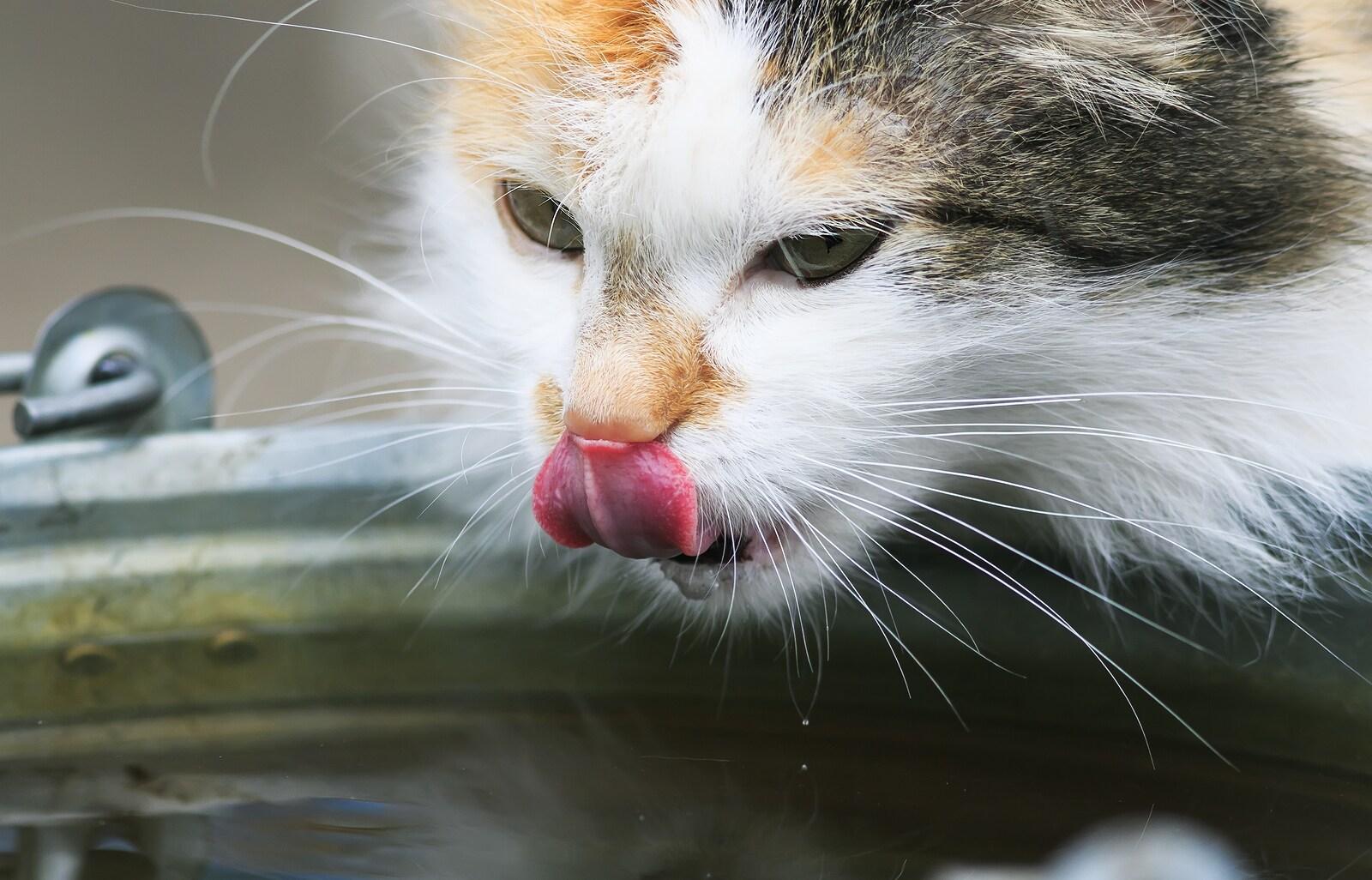 Cat drinks water from a bucket and licks his nose