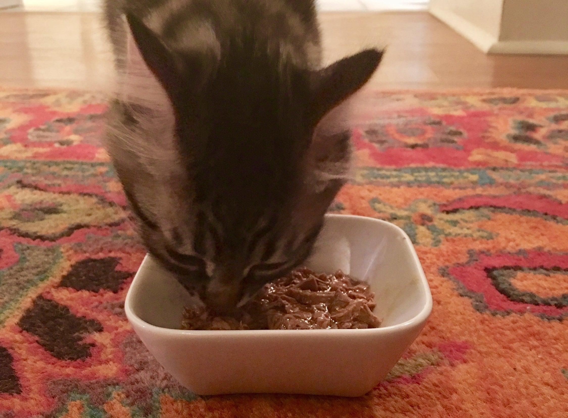cat-eating-wet-cat-food-out-of-bowl 餌皿からウェットキャットフードを食べている縞模様の猫