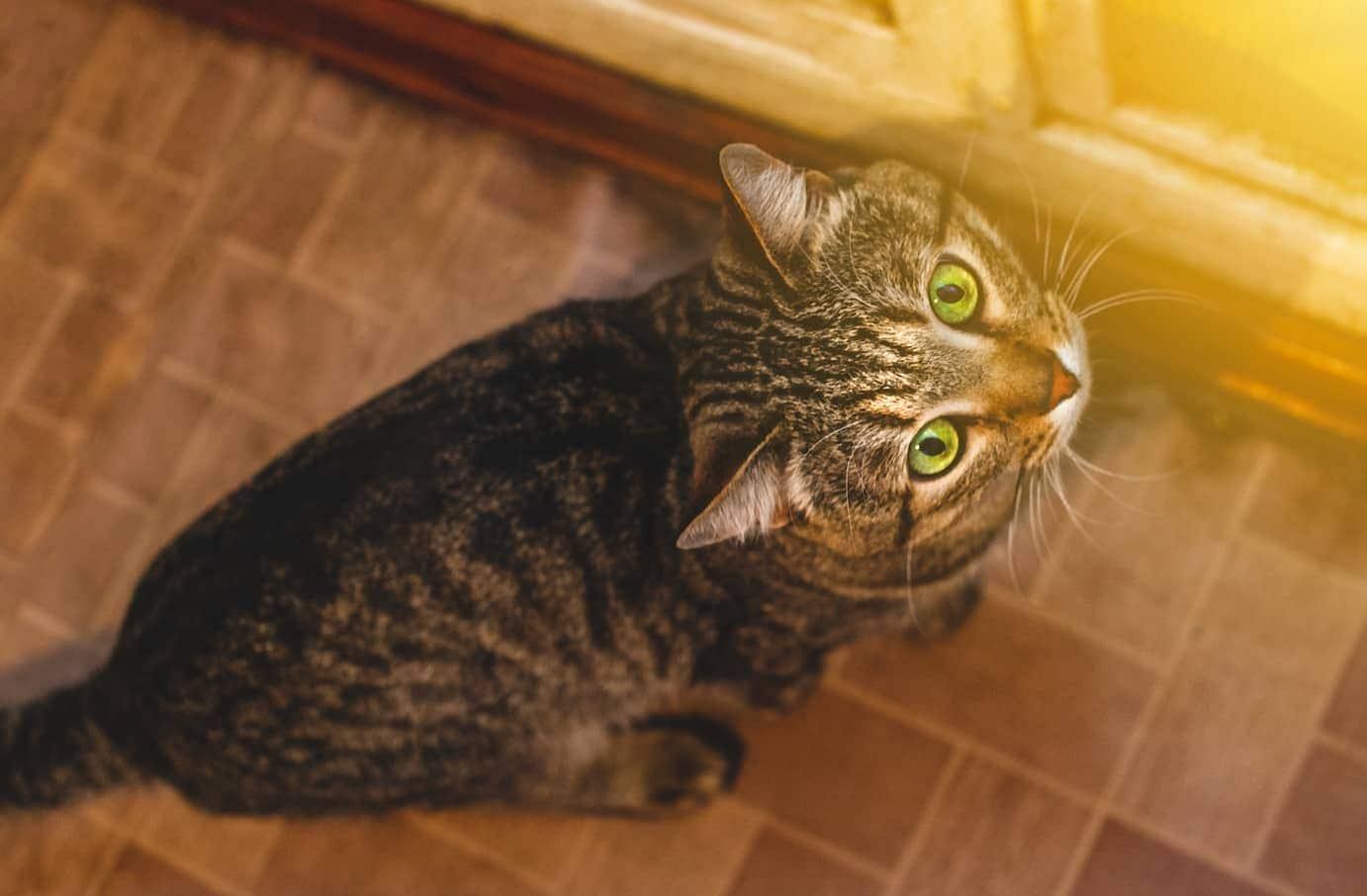 cat-looking-up-sun-coming-through-window-SW Cat looking up at sunlight through glass door