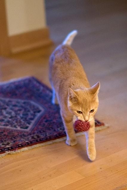 Ginger cat with a ball in her mouth.