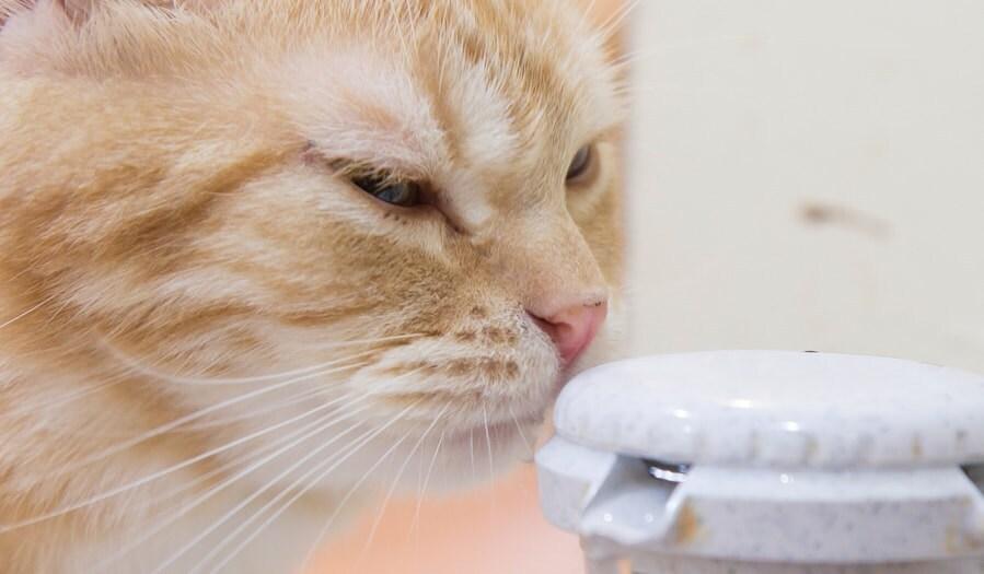 cat-sniffing-water-pump-SW Orange cat sniffing top of automatic water pump