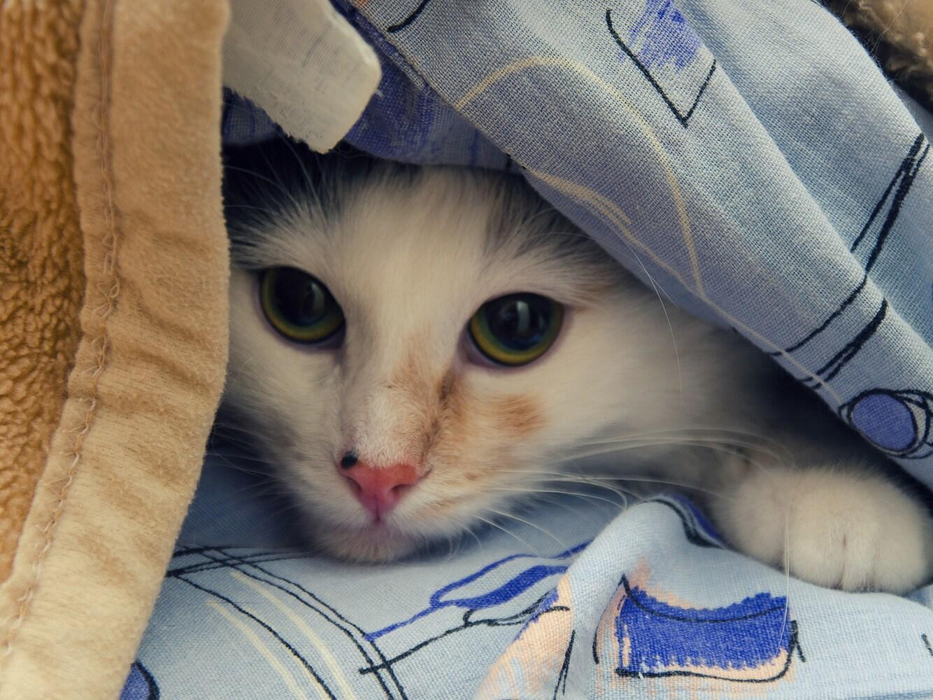 Cat peeking out from a pile of blankets