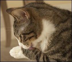 前足を舐めている灰色のぶち猫.