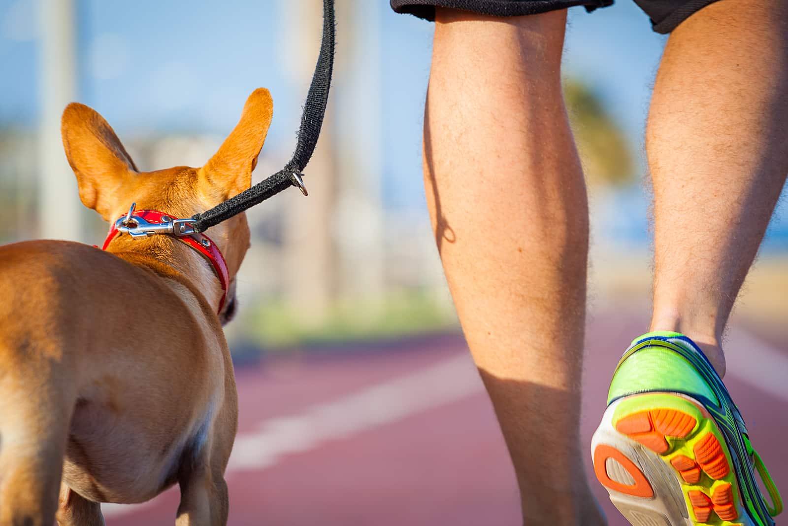 A chihuahua dog walking on the track with his owner