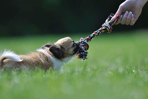 Chihuahua puppy play game with rope toy in woman hand on a green grass