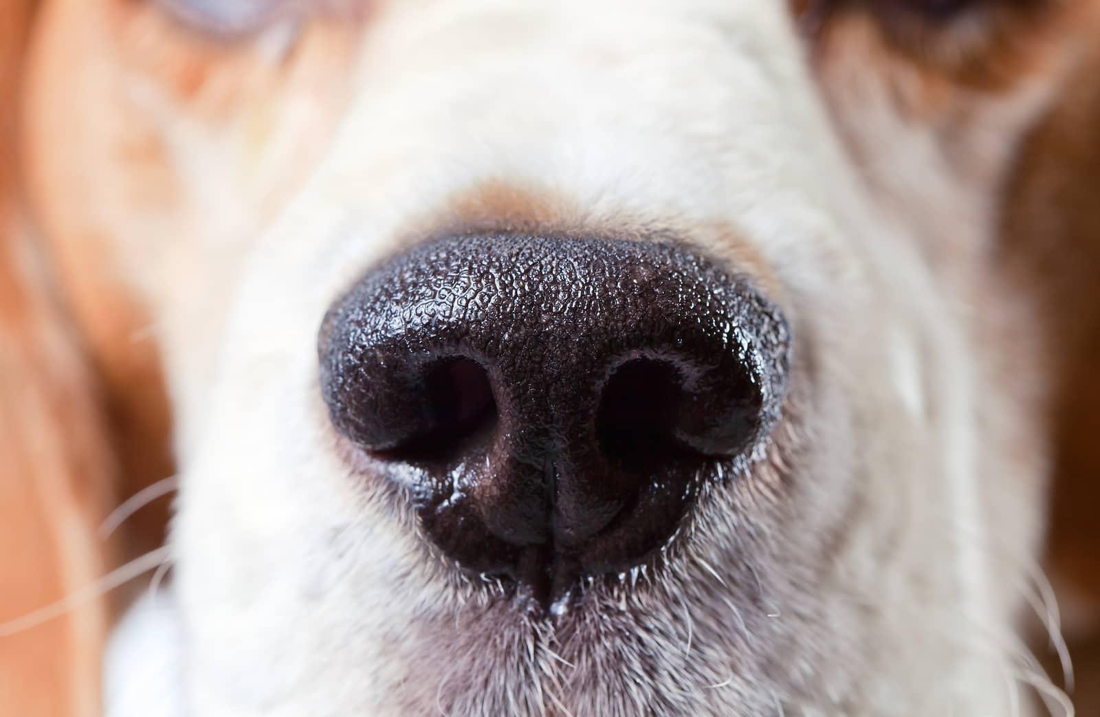 close-up-of-beagle-nose-SW