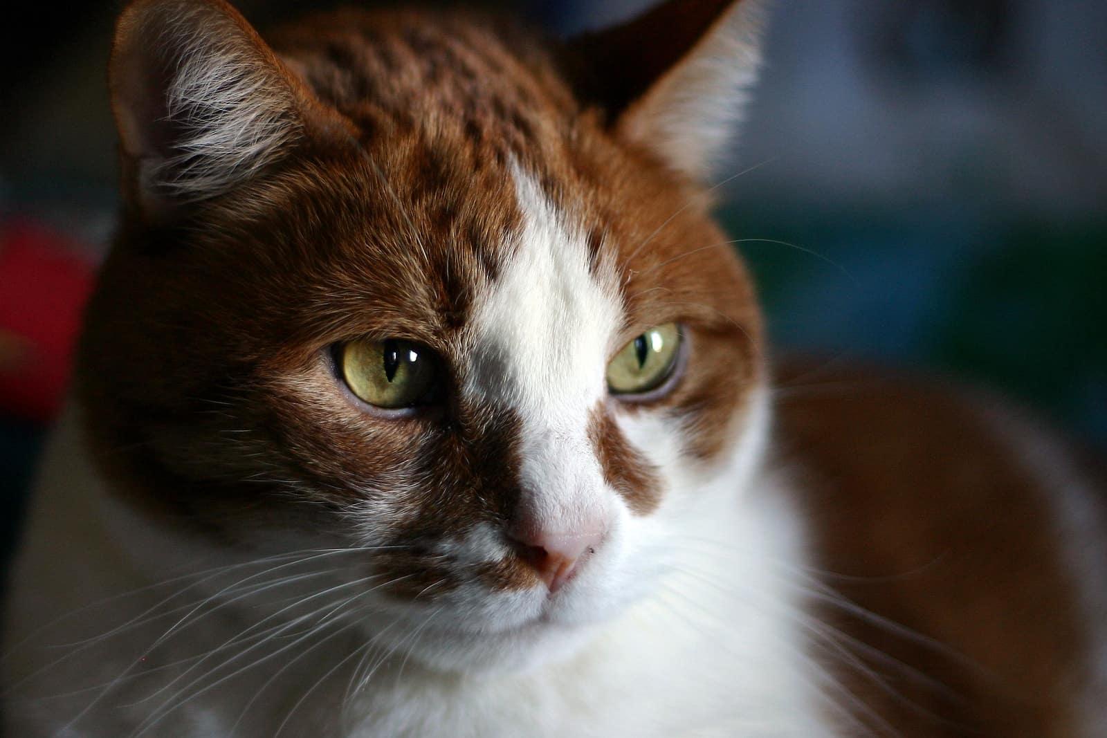 close-up-of-brown-orange-white-cat-SW