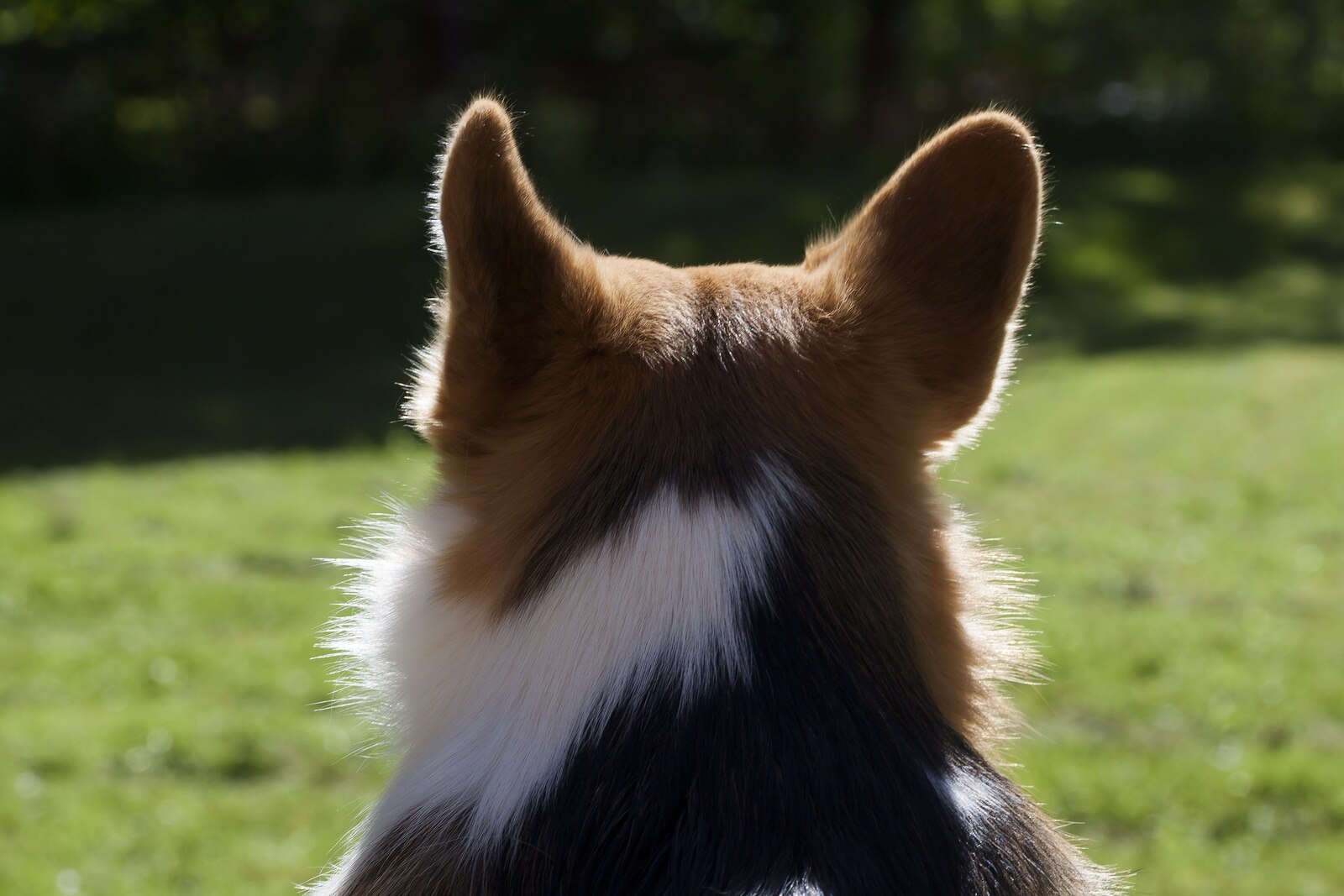 Welsh Corgi with ears up sitting facing away.