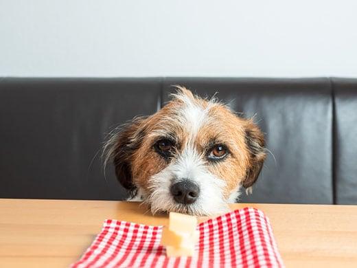 dog-eyes-plate-of-cheese-SW Scruffy looking dog with head on table stares at plate with cheese.