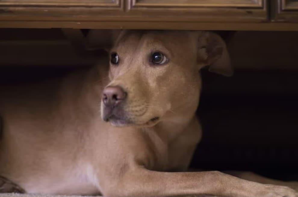 dog hides under coffee table