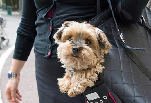 Woman has a dog in black purse