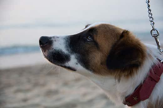 dog-on-beach-looking-up-SW Hound mutt on beach with red collar looking up