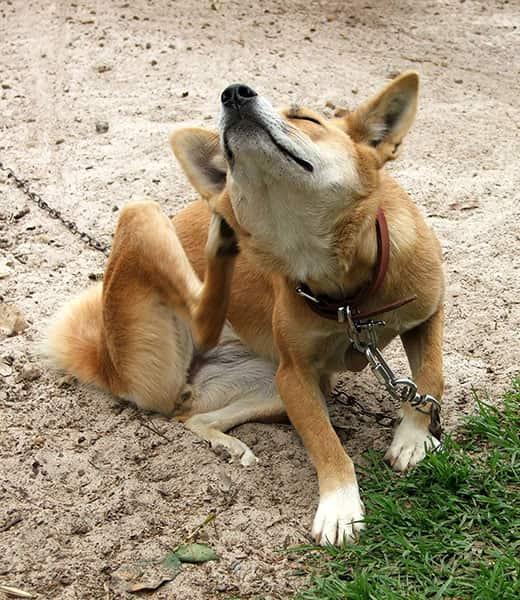 dog-on-leash-scratching-SW Orange dog on leash sits and scratches outside.