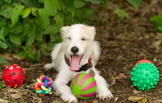 dog-outside-laying-next-to-dog-toys-SW Scruffy dog smiling lays in woodchip flower bed with four dog toy balls next to them.