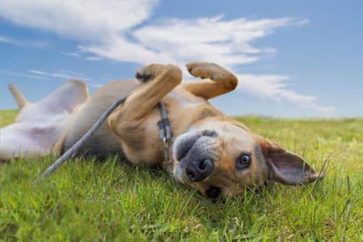 dog-rolling-in-grass-SW Adorable mixed breed German shepherd dog rolling in the grass under blue sky