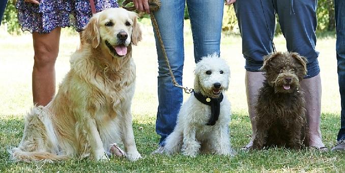 飼い主の前に座る犬
