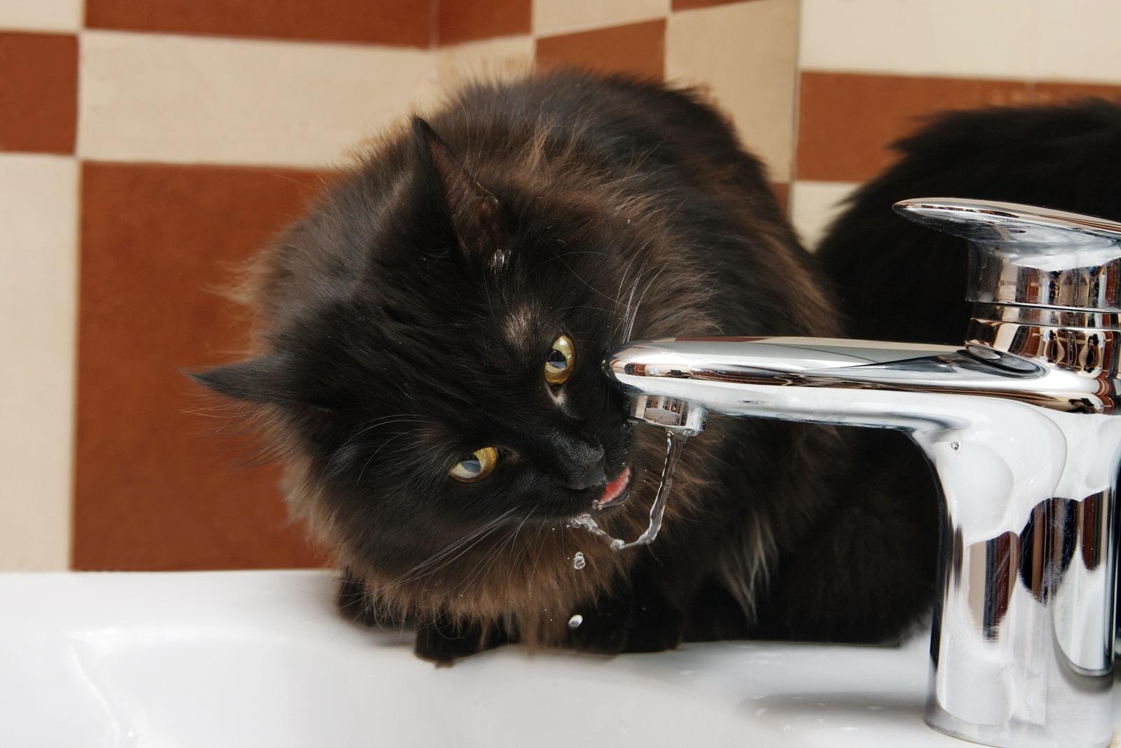 fluffy-black-cat-drinking-from-sink-tap fluffy cat drinking from the tap water in the bathroom