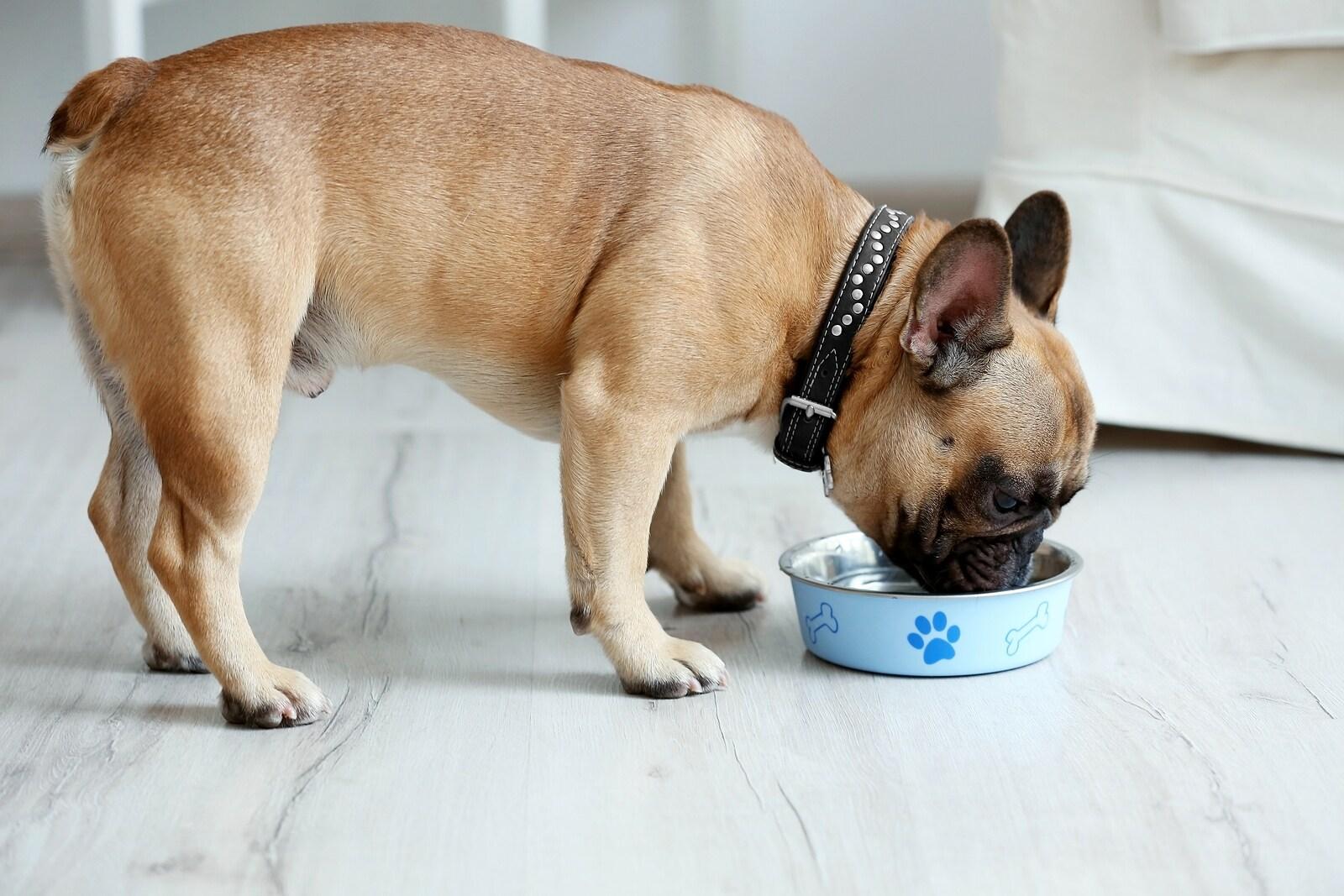 Brown French bulldog eating food out of blue dog food bowl.