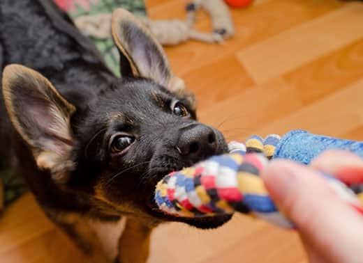 German shepherd puppy pulling on a rope toy