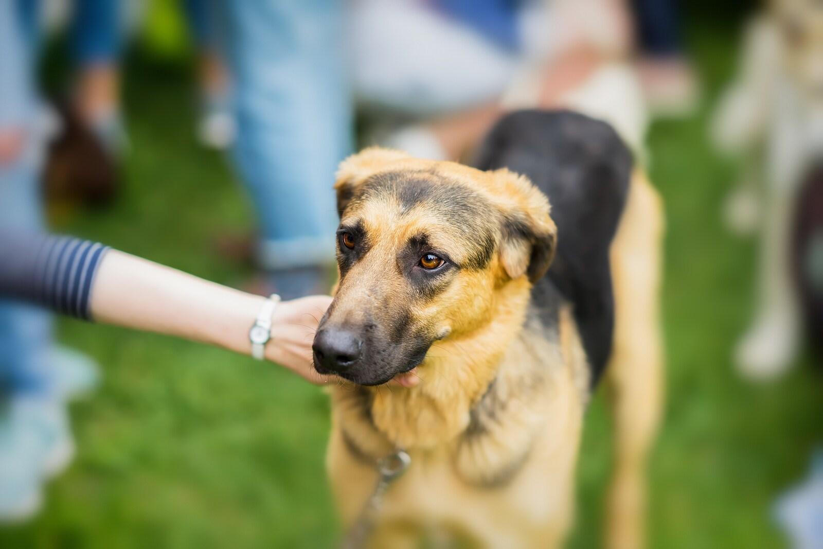German shepherd with ears back looking anxious while woman pets him.