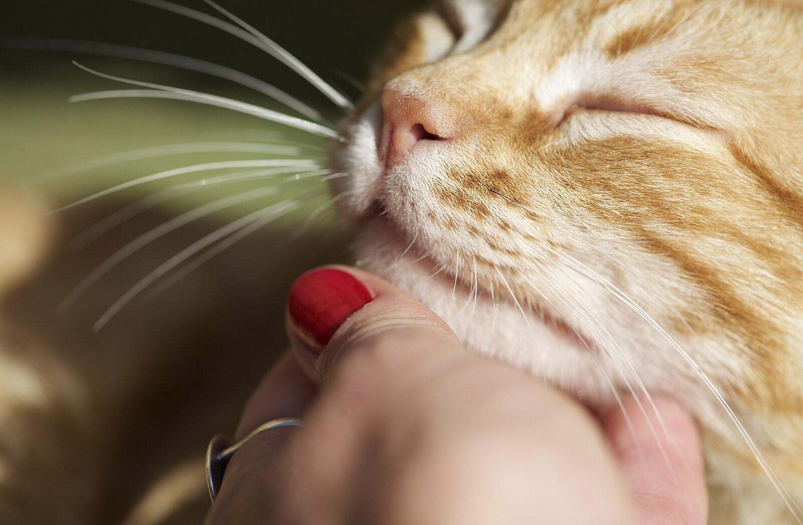 ginger-cat-getting-chin-scratched