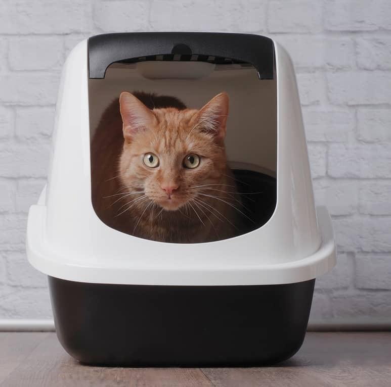 white-cat-in-blue-collar-yawning-SW