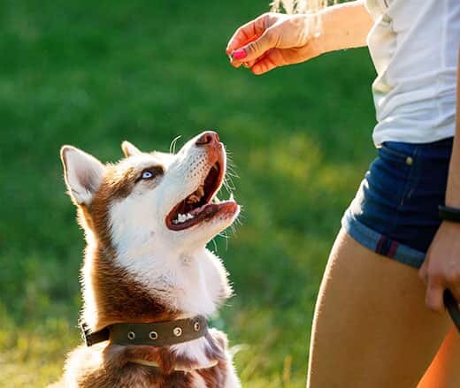 girl-holding-treat-out-for-husky Girl holding a treat in her hand as her husky looks up in anticipation.