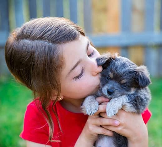girl-in-red-kissing-puppy Little girl in red t-shirt holds up a gray puppy as she kisses him.