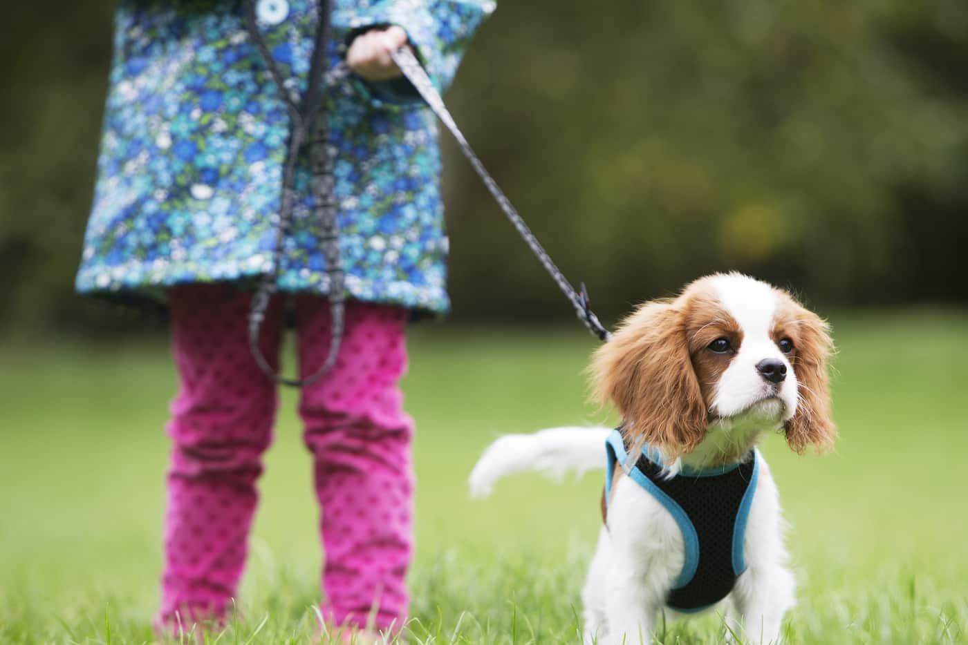 girl-walking-cavalier-king-charles-puppy-SW キャバリアキングチャールズの子犬を外で歩くピンクのズボンの少女