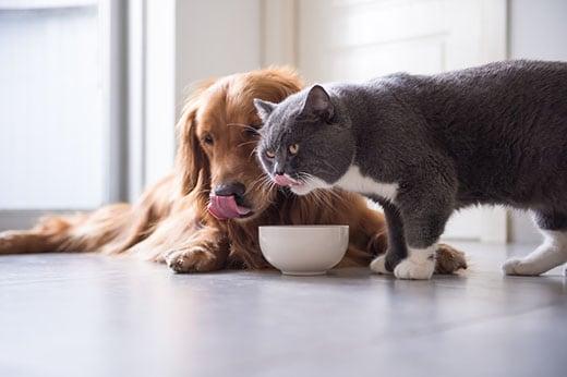 Golden Retriever and British shorthair cats are eating ゴールデンレトリバーとブリティッシュショートヘアの猫が食べている