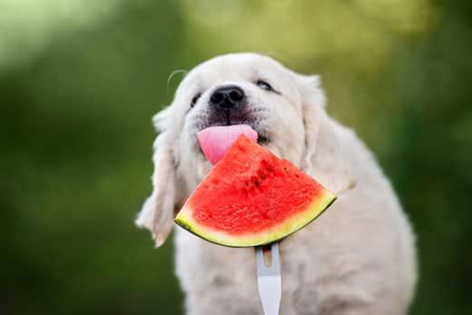 golden-retriever-puppy-eats-watermelon-SW