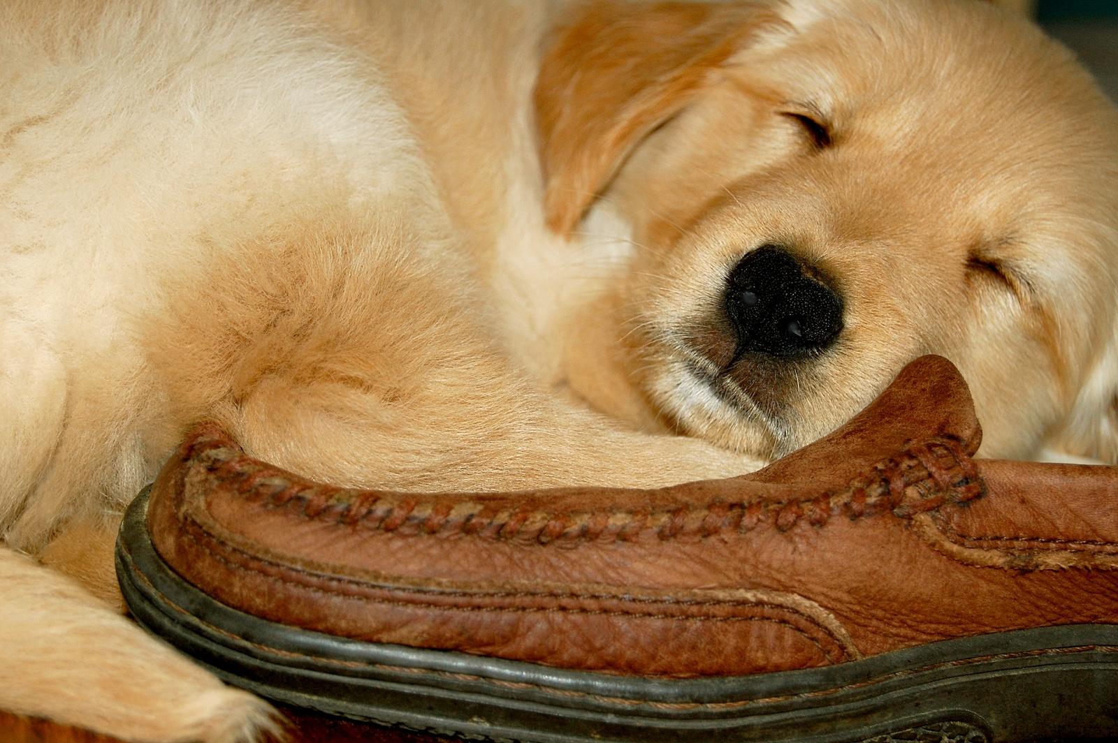 golden-retriever-puppy-sleeping-on-shoe Golden Retriever puppy sleeping on a brown leather loafer.