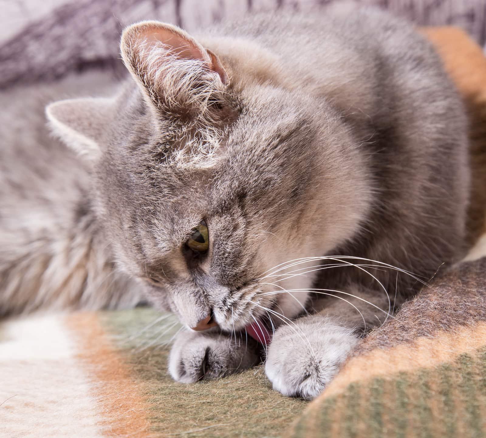 Gray cat lies on a checkered plaid and licks paws.