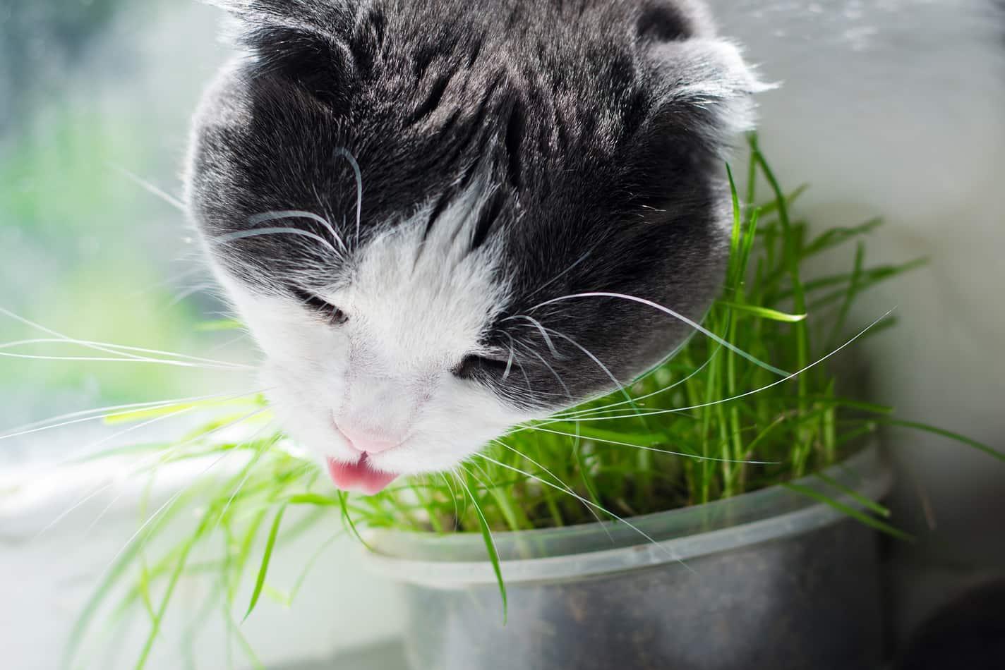 灰色-白-猫-草を食べる-SW 灰色と白の猫が窓辺で猫草を食べている