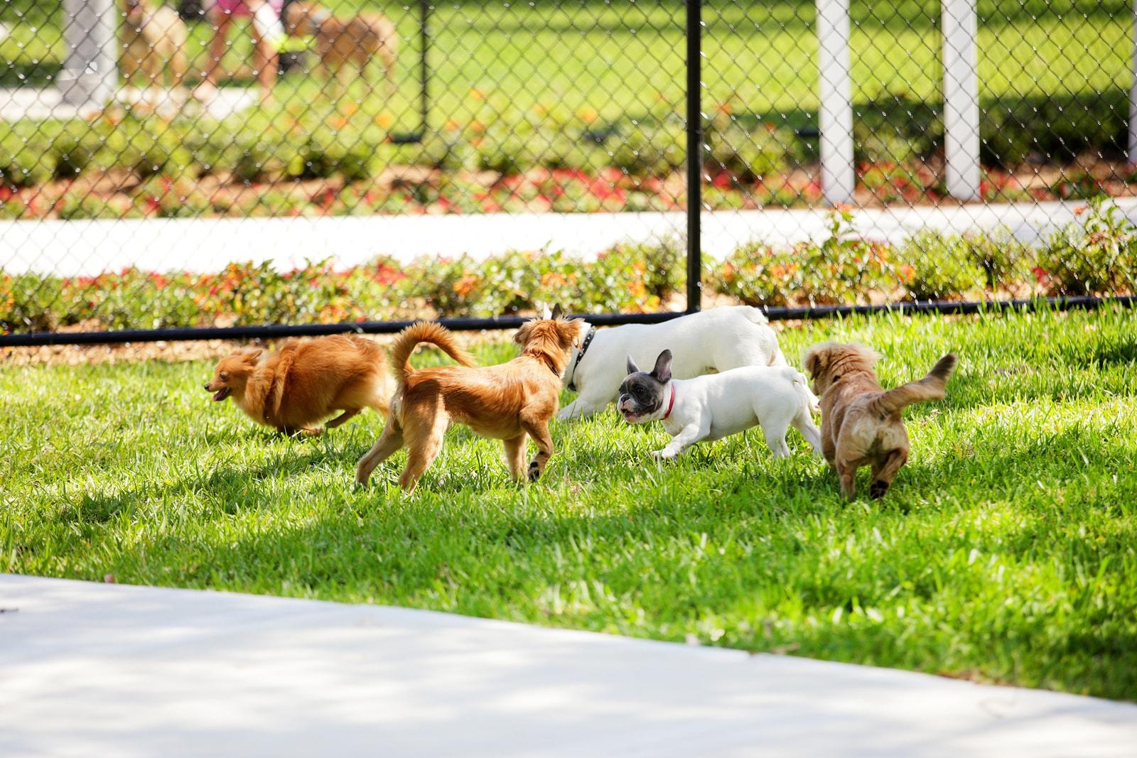 Group of dogs playing