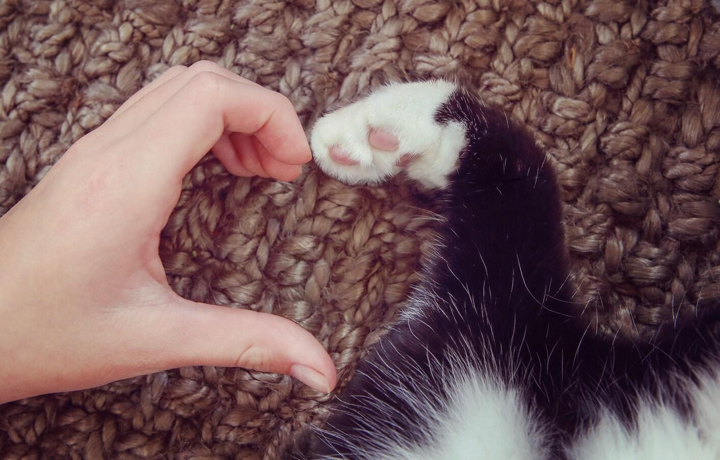 Person's hand and cat's paw together make heart shape.