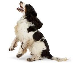 Dog barking image